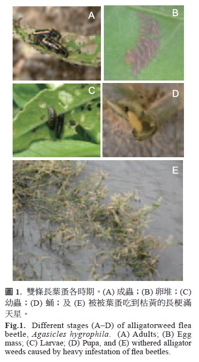Different stages (A–D) of alligatorweed flea beetle, Agasicles hygrophila. (A) Adults、 (B) Egg mass、 (C) Larvae、 (D) Pupa, and (E) withered alligator weeds caused by heavy infestation of flea beetles.